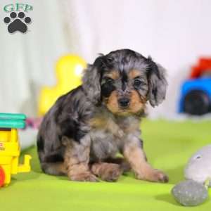 Grace, Cavapoo Puppy